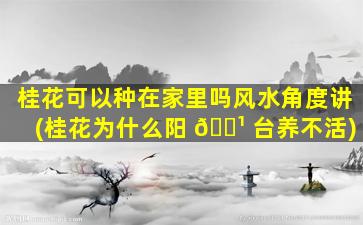 桂花可以种在家里吗风水角度讲(桂花为什么阳 🌹 台养不活)